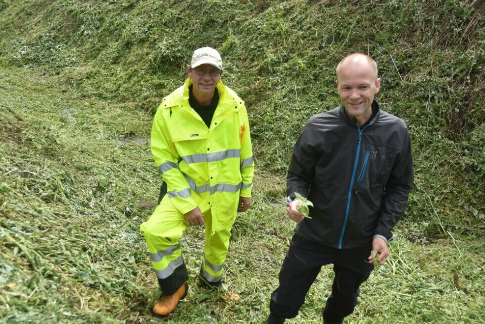 Erik Hissink i Vev-Al-Plast og Epsen Henriksen fra fylkesmannen står på et område i VIk i Saltdal hvor det var en masse kjempespringfrø før de slo det ned. Nå skal også Sørfold kommune i gang med å bekjempe kjempespringrø. Erik Hissink i Vev-Al-Plast og Epsen Henriksen fra fylkesmannen står på et område i VIk i Saltdal hvor det var en masse kjempespringfrø før de slo det ned. Nå skal også Sørfold kommune i gang med å bekjempe kjempespringrø. Foto: Sylvia Bredal