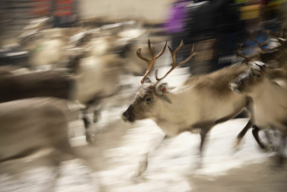 ILLUSTRASJONSFOTO. Flere rein tas av rovdyr på landsbasis, men for det siste reindriftsåret er det registrert en liten nedgang i Nordland. ILLUSTRASJONSFOTO. Flere rein tas av rovdyr på landsbasis, men for det siste reindriftsåret er det registrert en liten nedgang i Nordland. Foto: Tarjei Abelsen