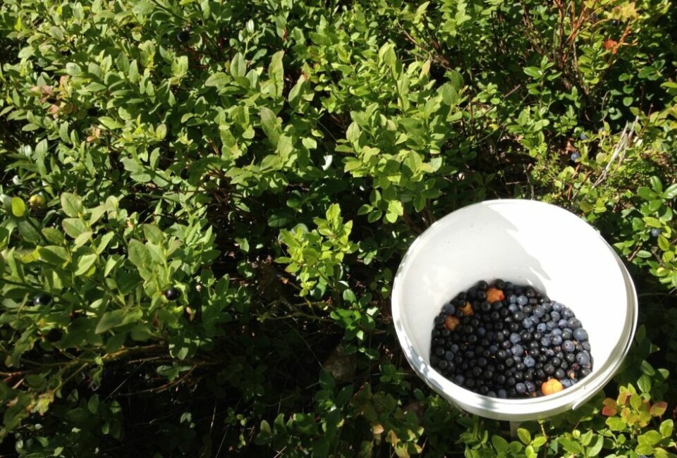 LITERVIS. Nordlendinger er ivrige på bærtur og har sålangt plukket over 4.000 liter med bær, og mesteparten er blåbær. Arkivfoto: Sylvia Bredal LITERVIS. Nordlendinger er ivrige på bærtur og har sålangt plukket over 4.000 liter med bær, og mesteparten er blåbær. Arkivfoto: Sylvia Bredal