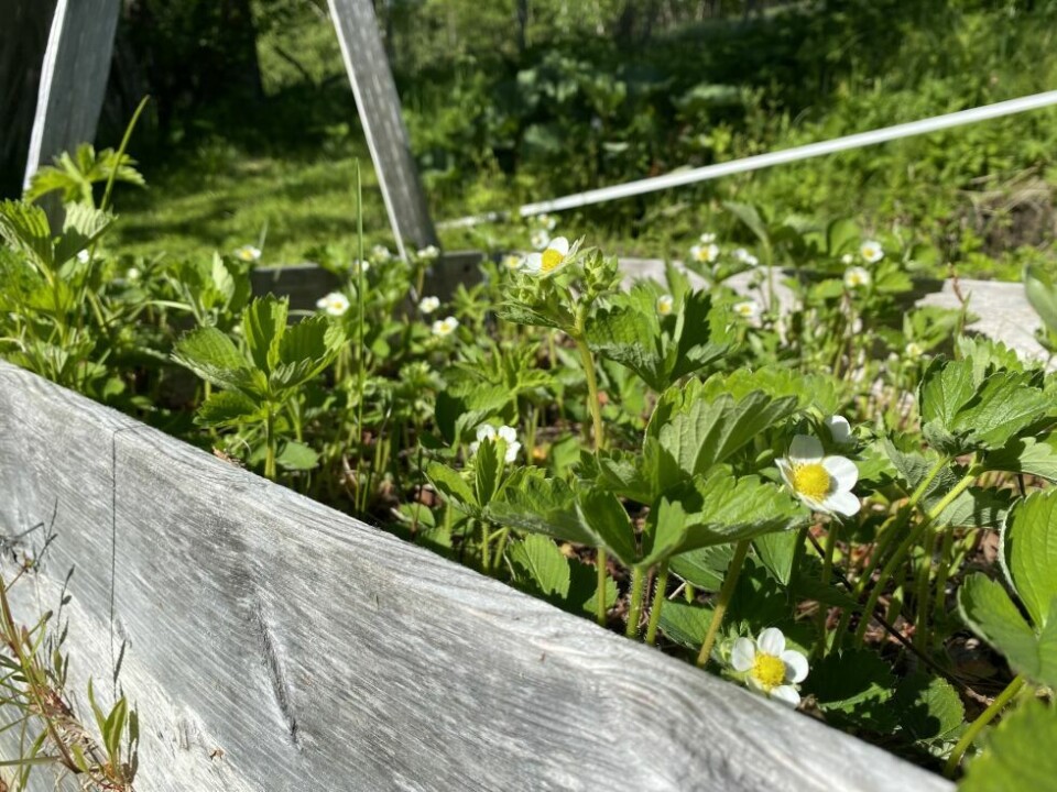 NYTTE OG GLEDE. Det å se resultater av det man gjør, er en glede. NYTTE OG GLEDE. Det å se resultater av det man gjør, er en glede. Foto: Eva S. Winther