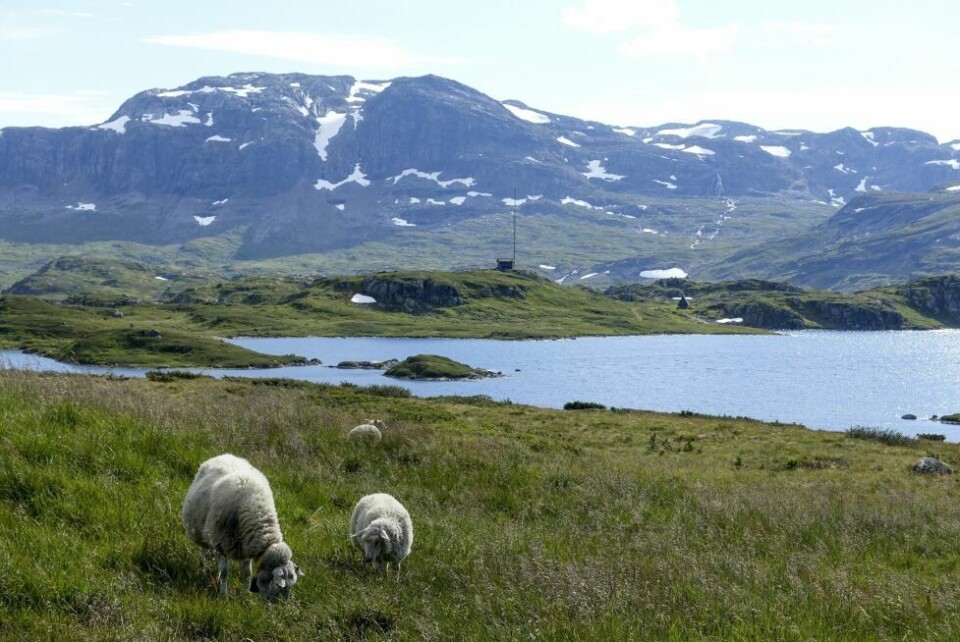 1.025 personer har deltatt i NHOs sommerferieundersøkelse, som er gjennomført av TNS Gallup. Her svarte 66 prosent at de planlegger å feriere i Norge. 1.025 personer har deltatt i NHOs sommerferieundersøkelse, som er gjennomført av TNS Gallup. Her svarte 66 prosent at de planlegger å feriere i Norge. Foto: Foto: Marianne Løvland / NTB