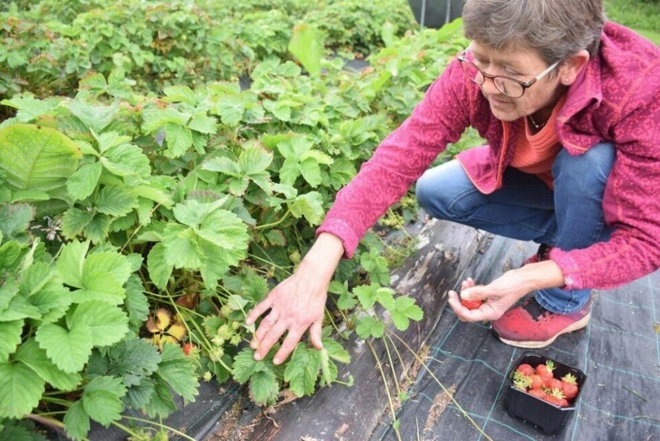 PLUKKER SELV. I jordbæråkeren til Anne-Lise plukker hun som regel bærene selv, men har en nabo som hjelper litt til i blant.NÅ MODNES DET. I jordbæråkeren til Anne-Lise Løkken i Gyltvika har bærene begynt å bli modne. Hun har allerede ei lang liste over folk som vil kjøpe bær. Alle foto: Eva S. WintherSØTT OG GODT. Etter en tørr periode, begynner det å se noenlunde bra ut i jordbæråkeren.IKKE BARE BÆR. Anne-Lise Løkken i Gyltvika lager også saft, sirup, gelé og marmelade som hun selger. Sild har hun også, og når det er sesong for det, så baker hun gjerne kaker og julebrød også og har med seg på stand. PLUKKER SELV. I jordbæråkeren til Anne-Lise plukker hun som regel bærene selv, men har en nabo som hjelper litt til i blant.