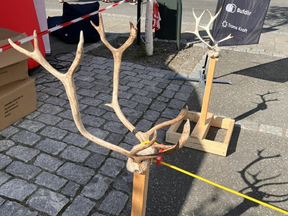 Arctic Race dag toog sånn skal det gjøres!