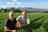 HALVERT. Lill Bringslimark og Geir Rune Henriksen vil i år ha omkring halve produksjonen gulrøtter sammenlignet med det som har vært vanlig. Foto: Stig Bjørnar Karlsen