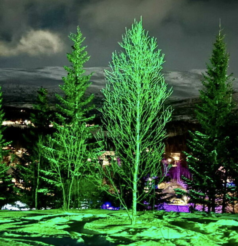 LYS. Rosa, blå og grønne lys satte farge på naturen i Daja. LYS. Rosa, blå og grønne lys satte farge på naturen i Daja. Foto: Foto: Sulitjelma fjellandsby