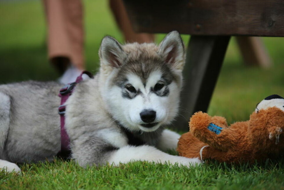 FOR LITEN OG STOR. Denne lille Alaskan malamute valpen på tolv uker tok også turen innom gjenbruksmarkedet. Hun tok folkemengden med knusende ro. FOR LITEN OG STOR. Denne lille Alaskan malamute valpen på tolv uker tok også turen innom gjenbruksmarkedet. Hun tok folkemengden med knusende ro.