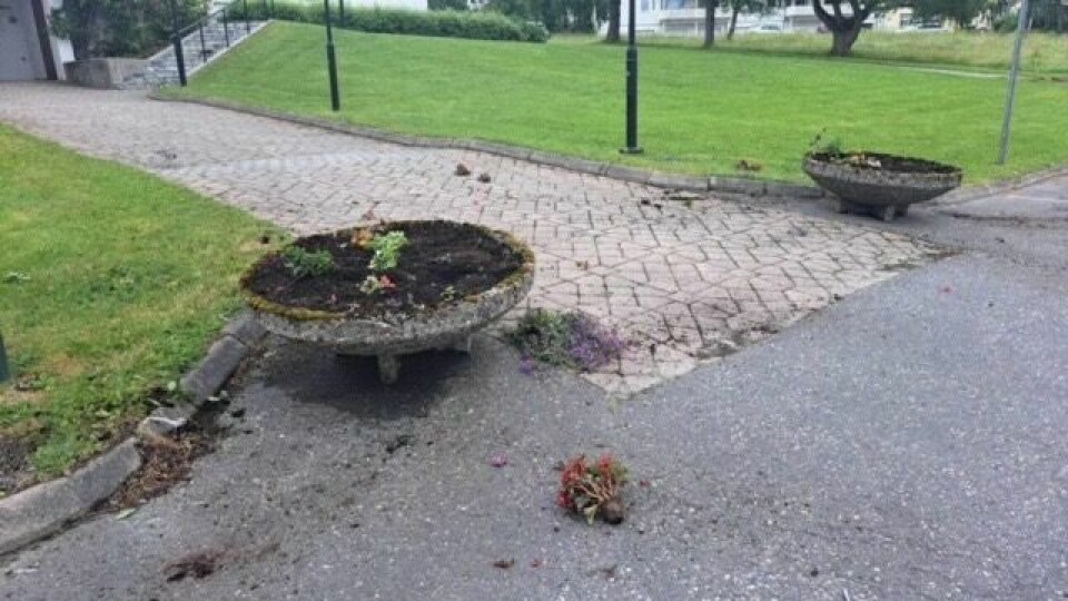 LITE IGJEN. Slik så det ut da ansatte oppdaget de uvelkomne gjestene som hadde ødelagt de fine blomsterbedene som var satt opp utenfor administrasjonsbygget. LITE IGJEN. Slik så det ut da ansatte oppdaget de uvelkomne gjestene som hadde ødelagt de fine blomsterbedene som var satt opp utenfor administrasjonsbygget. Foto: Fauske kommune