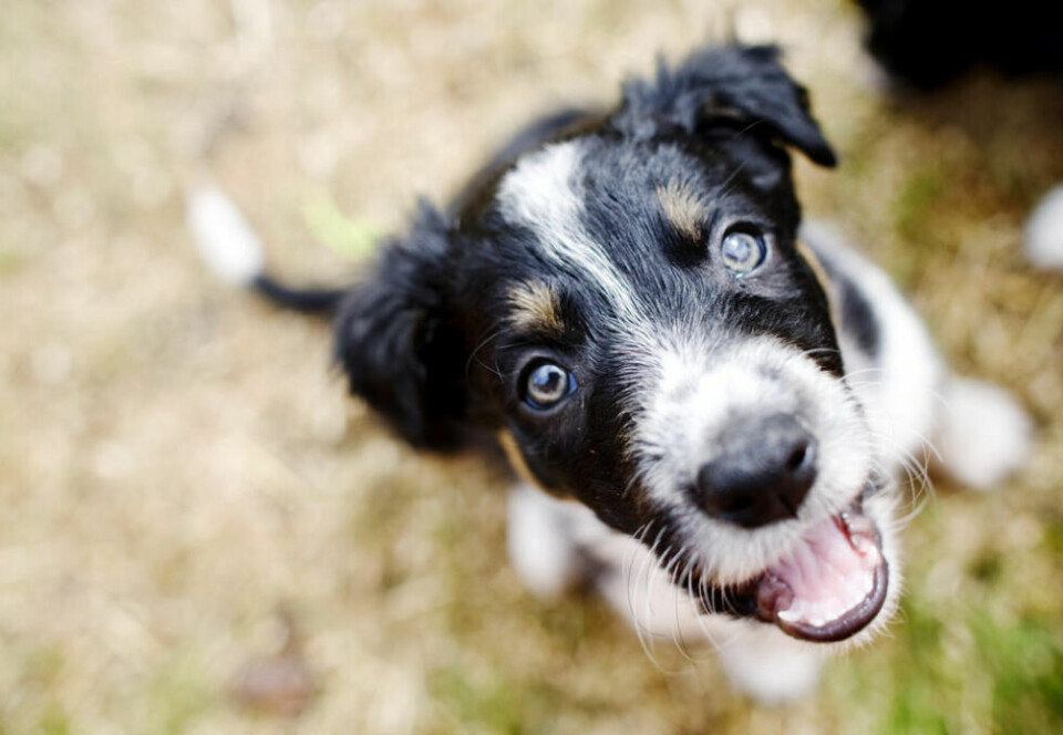 FLERE BETALER FOR FORSIKRING. Flere valgte å skaffe seg kjæledyr under pandemien, og nordmenn bruker mye penger på dem. Det er blitt flere som forsikrer dyra, og betaler for behandling hos veterinær, heller enn å avlive, ved sykdom og skade. FLERE BETALER FOR FORSIKRING. Flere valgte å skaffe seg kjæledyr under pandemien, og nordmenn bruker mye penger på dem. Det er blitt flere som forsikrer dyra, og betaler for behandling hos veterinær, heller enn å avlive, ved sykdom og skade. Foto: Kyrre Lien / NTB