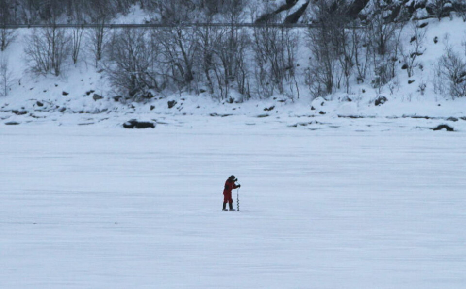 POPULÆRT. Det er ikke bare fra båt man kan fiske i Saltdalsfjorden. Også på isen i Saksenvika innerst i Saltdalsfjorden er det populært å stå. POPULÆRT. Det er ikke bare fra båt man kan fiske i Saltdalsfjorden. Også på isen i Saksenvika innerst i Saltdalsfjorden er det populært å stå. Foto: Knut F. Olsen
