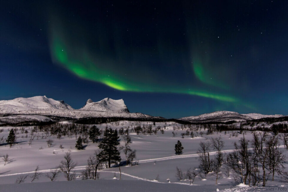 TRIVES BEST. Det er ikke alle som misliker mørketida i nord. TRIVES BEST. Det er ikke alle som misliker mørketida i nord. Foto: Jostein Moen Strømsnes