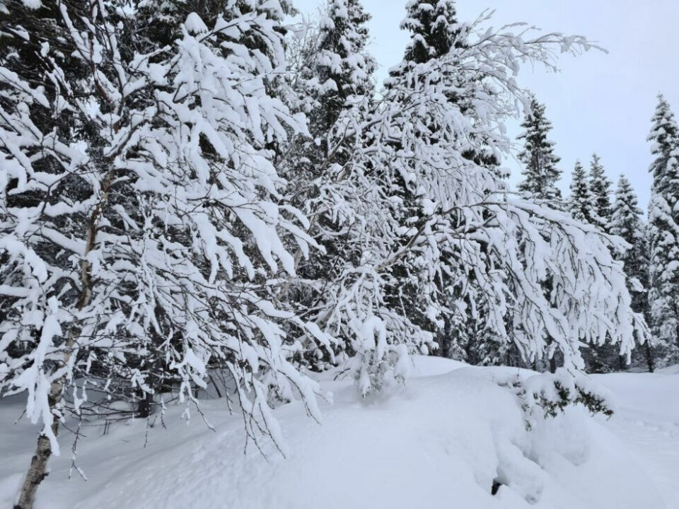 SaltenblikkFine forhold i marka, vakkert med snø på trærne.