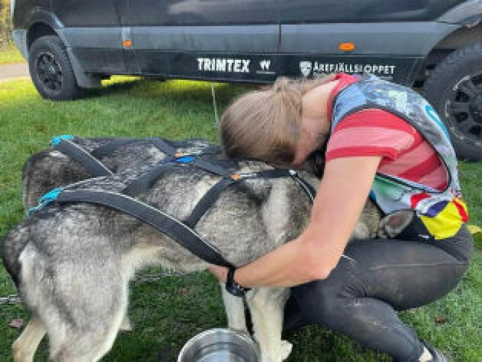 ØYEBLIKK. På bildet har Veronica kommet ned til bilen og fått beskjed om at seier var i boks, men hun turte ikke helt å tro på det. Da var det godt med et øyeblikk sammen med hundene. ØYEBLIKK. På bildet har Veronica kommet ned til bilen og fått beskjed om at seier var i boks, men hun turte ikke helt å tro på det. Da var det godt med et øyeblikk sammen med hundene.