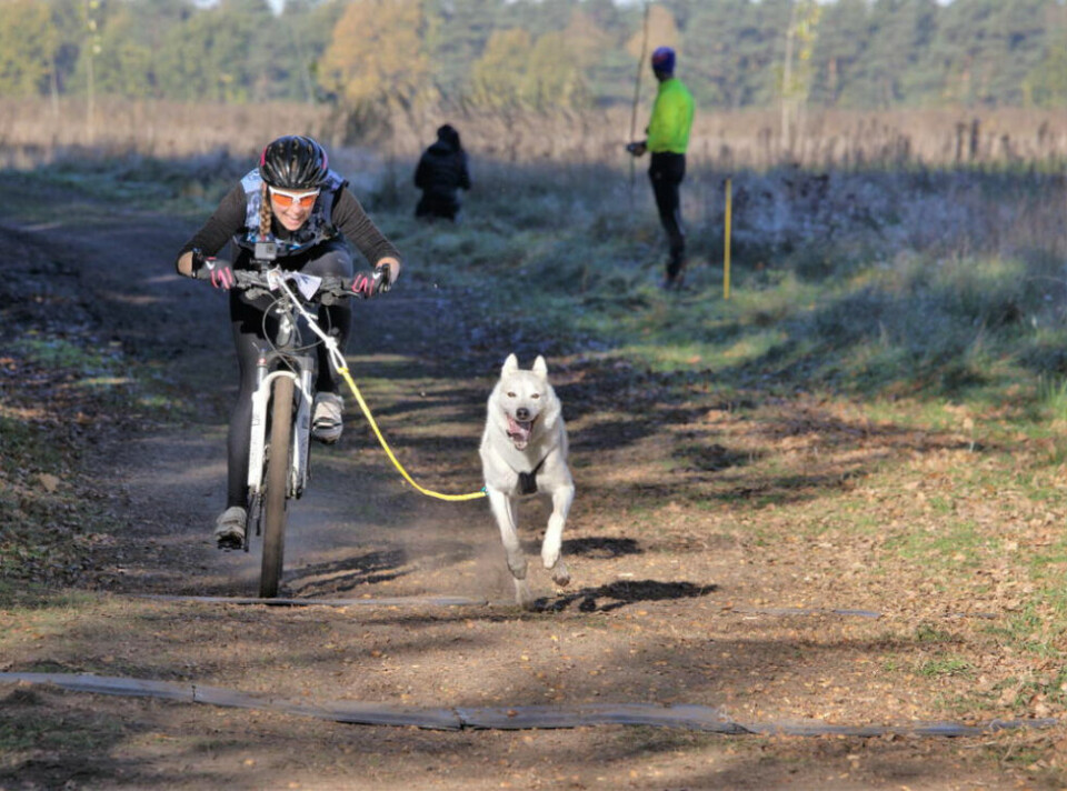 SYKKEL. Veronica på vei over målstreken med Java og til en av to seiere i VM i hundekjøring. SYKKEL. Veronica på vei over målstreken med Java og til en av to seiere i VM i hundekjøring. Foto: Foto: Ronny Teigås