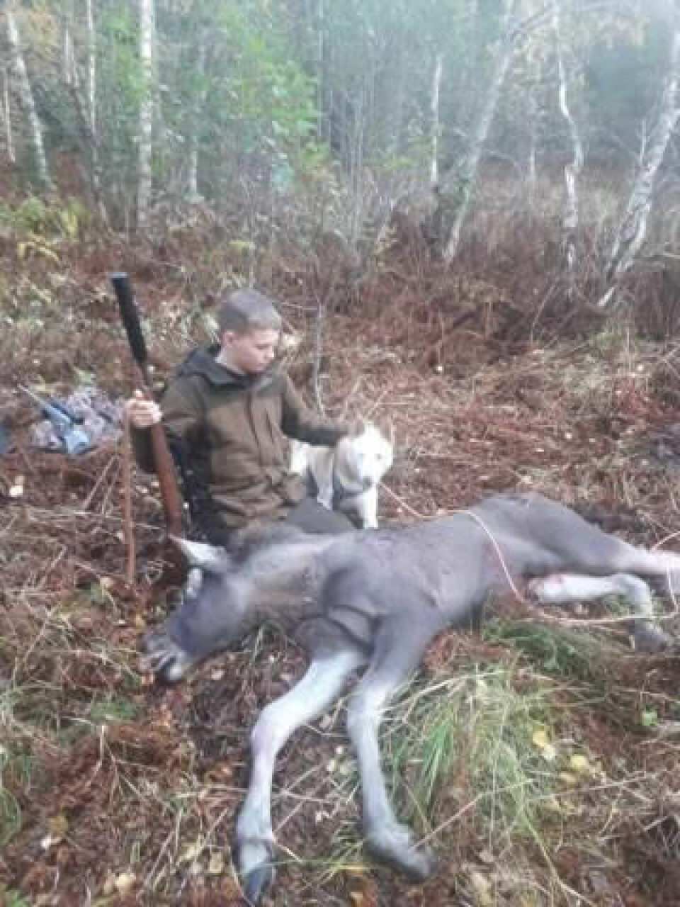 STORT ØYEBLIKK. Den unge jegeren gjorde alt rett da elgene kom på post der han satt sammen med pappa Asløv Larsen. STORT ØYEBLIKK. Den unge jegeren gjorde alt rett da elgene kom på post der han satt sammen med pappa Asløv Larsen. Foto: Privat