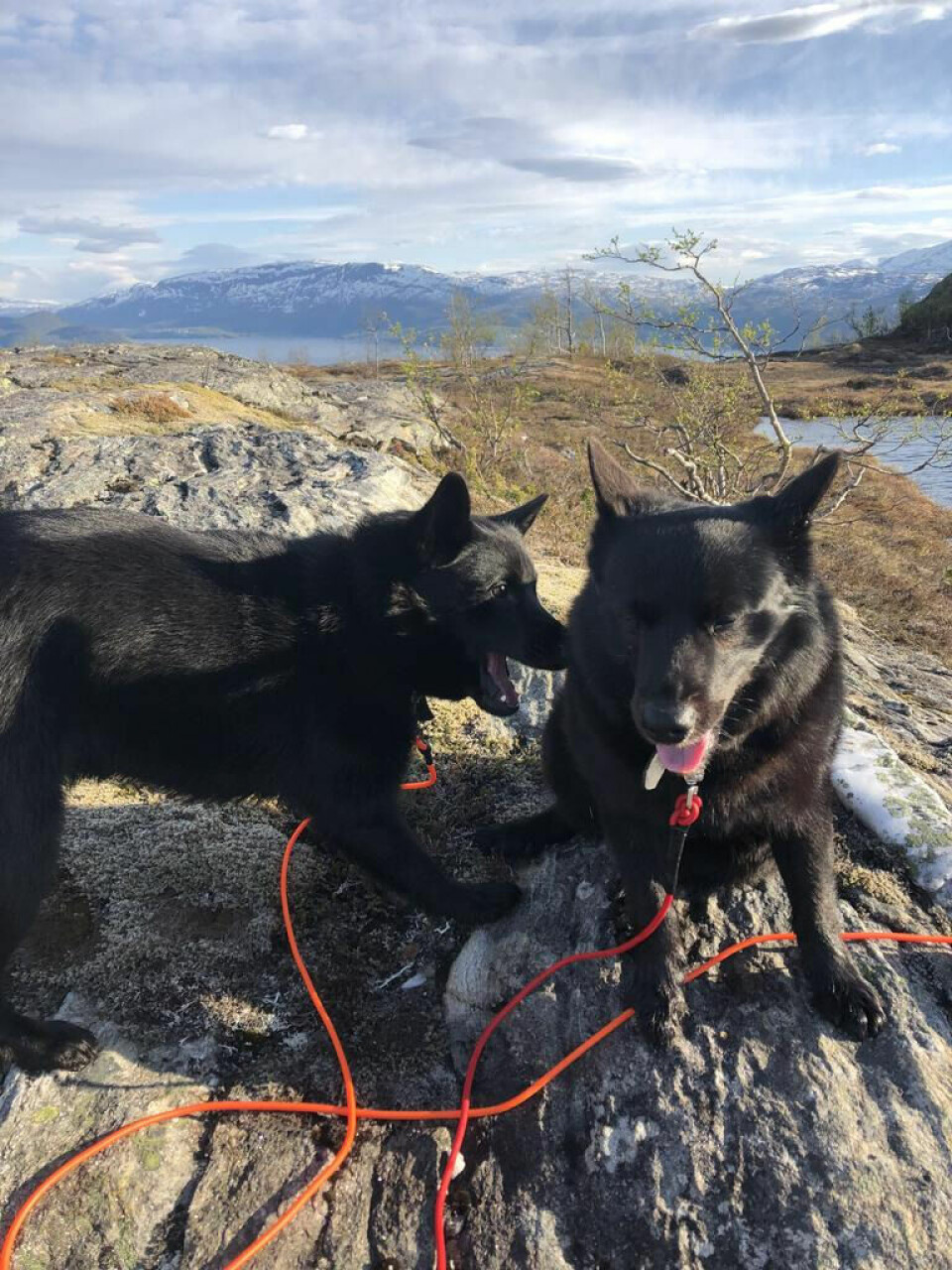 FIRBENTE KOMPISER. Hundene Høst og Ravn er kjekke turkamerater, bortsett fra da de dro matmor overende. FIRBENTE KOMPISER. Hundene Høst og Ravn er kjekke turkamerater, bortsett fra da de dro matmor overende. Foto: Hege Ruud