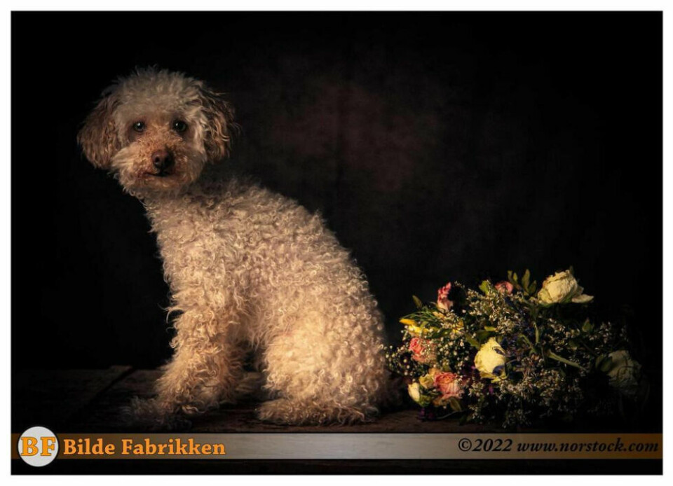 INSPIRERT. Bilde av hunden Maya inspirert av malere som Caravaggio. INSPIRERT. Bilde av hunden Maya inspirert av malere som Caravaggio. Foto: Bjørn Fridtjofsen