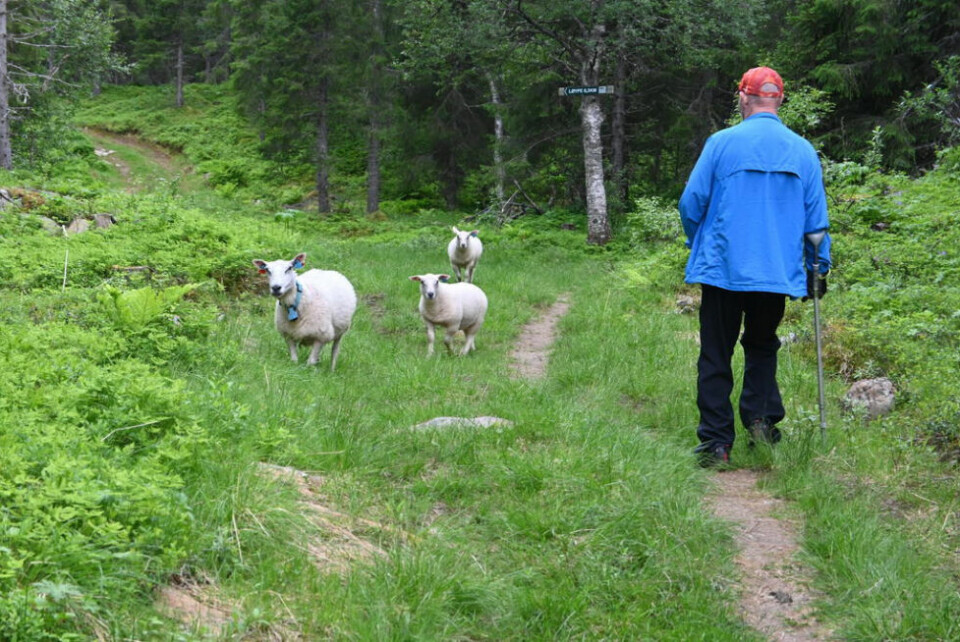 NATUR. Sauer på beite, frosker og mygg er blant det naturen har å by på opp til Helskar. NATUR. Sauer på beite, frosker og mygg er blant det naturen har å by på opp til Helskar.