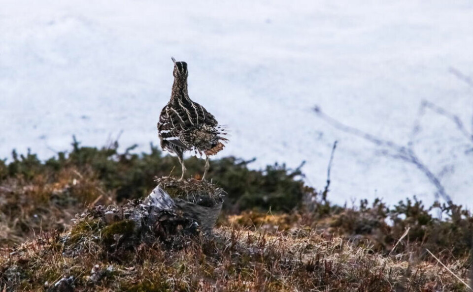 I EVIGHETEN. Hva slags «merkelig fugl» er dette? Jo, det er en dobbeltbekkasin som poserer i «kjent stil» og med sitt lange nebb og gir fra seg sine kvitrende låter, i vårnatta. Av verdens 15 bekkasinarter hekker tre av dem i Norge; enkeltbekkasin, dobbeltbekkasin og kvartbekkasin. For naturfotografen er de så avgjort en stor utfordring, da de skjuler seg godt i fuktig terreng med tett gras og siv – og de har et eiendommelig paringsspill natterstid. I EVIGHETEN. Hva slags «merkelig fugl» er dette? Jo, det er en dobbeltbekkasin som poserer i «kjent stil» og med sitt lange nebb og gir fra seg sine kvitrende låter, i vårnatta. Av verdens 15 bekkasinarter hekker tre av dem i Norge; enkeltbekkasin, dobbeltbekkasin og kvartbekkasin. For naturfotografen er de så avgjort en stor utfordring, da de skjuler seg godt i fuktig terreng med tett gras og siv – og de har et eiendommelig paringsspill natterstid. Foto: Cato A. Hultmann