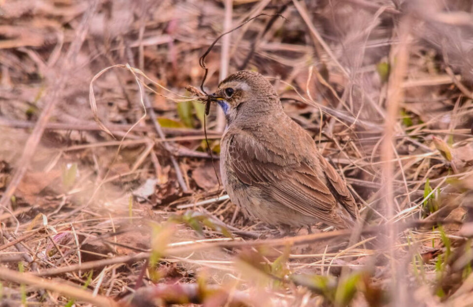 HUSFORBEREDELSER. I fjellskogen og i et virvar av kvist og kvast og i skittvær, satt fjellets nattergal blåstrupen med nebbet fullt av reirmateriale. Og lot seg sannelig lure på fotobrikken… Så vidt det var…. HUSFORBEREDELSER. I fjellskogen og i et virvar av kvist og kvast og i skittvær, satt fjellets nattergal blåstrupen med nebbet fullt av reirmateriale. Og lot seg sannelig lure på fotobrikken… Så vidt det var…. Foto: Foto: Cato A. Hultmann