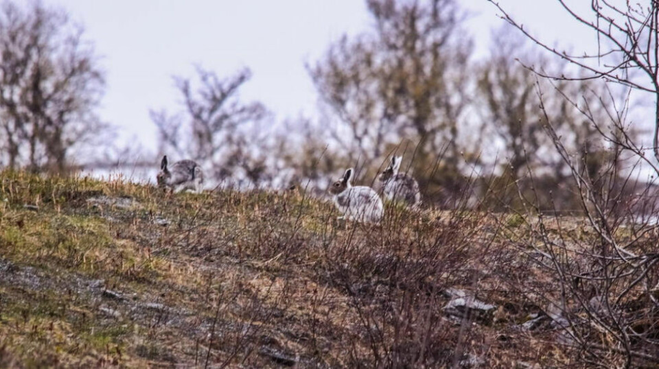 SPRETNE. Tre årvåkne harepuser i vårdrakt har i vårnatta tydeligvis funnet seg et innholdsrikt «matbord» i fjellskogen. Så vips var de forduftet…. SPRETNE. Tre årvåkne harepuser i vårdrakt har i vårnatta tydeligvis funnet seg et innholdsrikt «matbord» i fjellskogen. Så vips var de forduftet…. Foto: Cato A. Hultmann