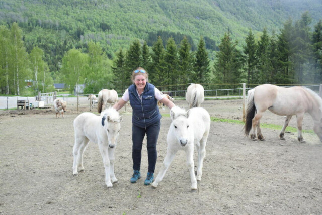 FØLL-LYKKE. Hanne Madsen Aaøyen sine to fjordhester har fått føll i vår. Nå boltrer Blåndi og Lærke seg i gjerdet på Engan gård i Saltdal. Alle foto: Eva S. WintherI FARTA. Hanne bruker hestene sine til mye forskjellig, og er gjerne å se på konkurransebanen, som her på landsstevne i kjøring ved Norsk hestesenter. FØLL-LYKKE. Hanne Madsen Aaøyen sine to fjordhester har fått føll i vår. Nå boltrer Blåndi og Lærke seg i gjerdet på Engan gård i Saltdal. Alle foto: Eva S. Winther