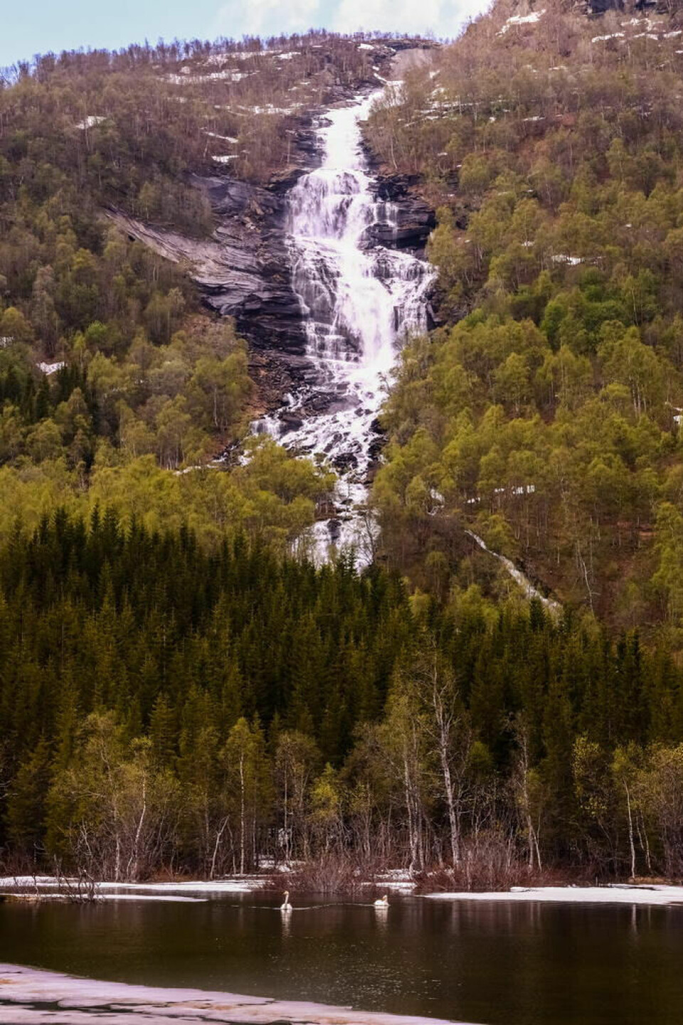FOSSEN. Villmarksfuglen fremfor noen sangsvanen, har blitt litt mindre sky med årene…Og med den staselige og våryre Hellarmofossen i Langvannsdalen som bakteppe, ble dette en flott våropplevelse. FOSSEN. Villmarksfuglen fremfor noen sangsvanen, har blitt litt mindre sky med årene…Og med den staselige og våryre Hellarmofossen i Langvannsdalen som bakteppe, ble dette en flott våropplevelse. Foto: Cato A. Hultmann