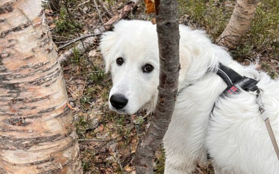 Mye å snuse på, mye å finne ut av. Mye å snuse på, mye å finne ut av. Foto: Espen Johansen