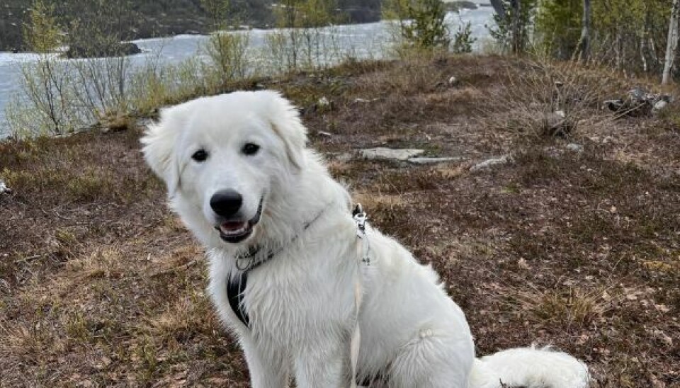 Saulo (6 mnd) på en av sine aller første turer i det herlige turterrenget vi har rett utenfor døra. Vi begge synes det er deilig å slippe å gå på bare asfalt. Saulo (6 mnd) på en av sine aller første turer i det herlige turterrenget vi har rett utenfor døra. Vi begge synes det er deilig å slippe å gå på bare asfalt. Foto: Espen Johansen