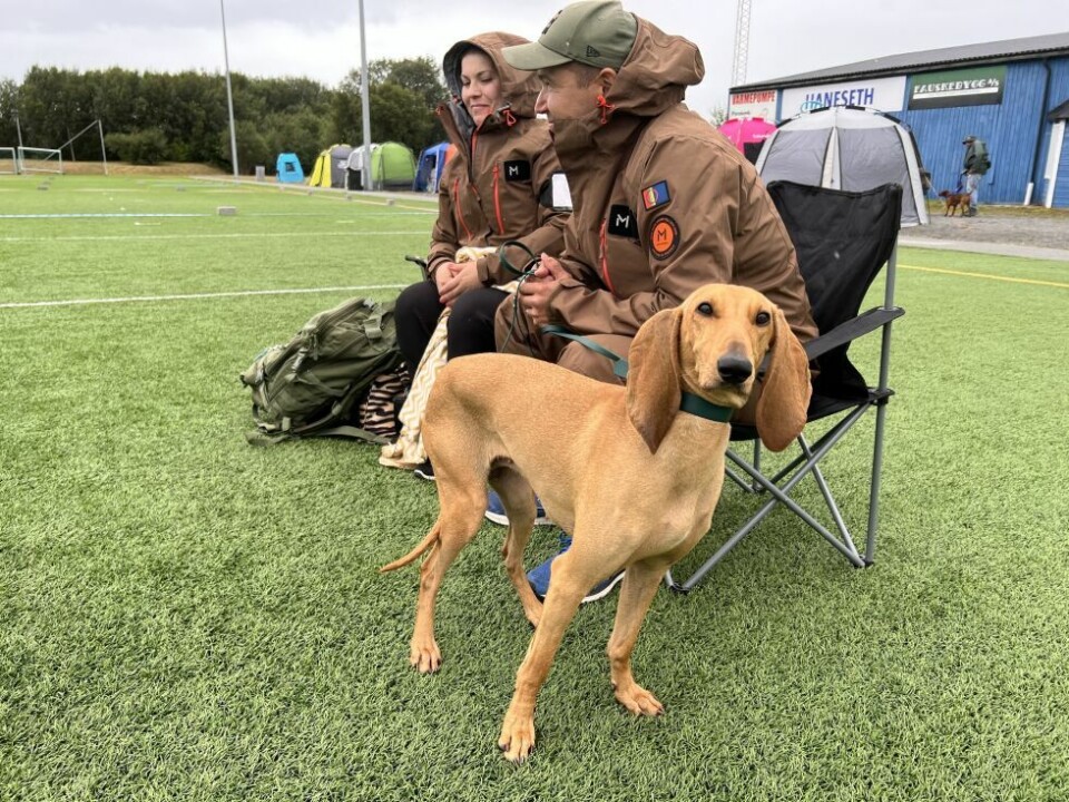 HundeutstillingDette er Nina, en italiensk støver, som hadde tatt turen helt fra Finland. Hun er 14 måneder gammel.