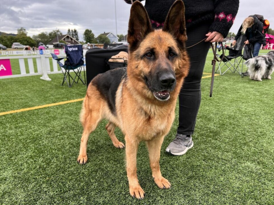 HundeutstillingSchäferhunden Chaila´s Xtreme Xaga (4 1/2) ble kåret til best i rase, noe matmor Ingvild Eggan var godt fornøyd med.