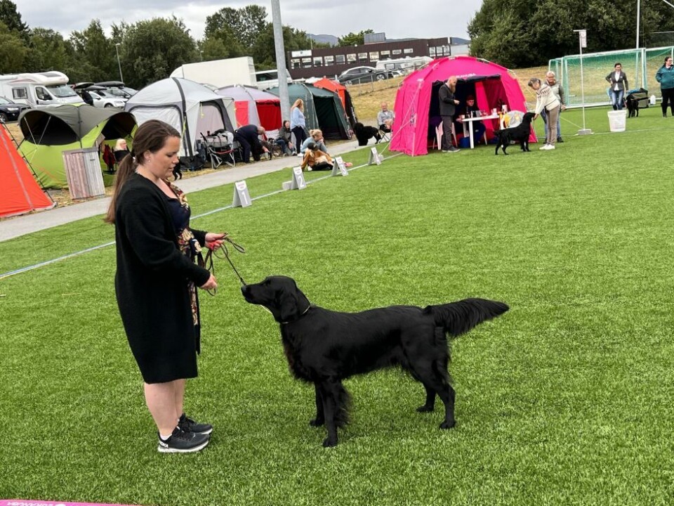HundeutstillingHundeutstilling på Fauske