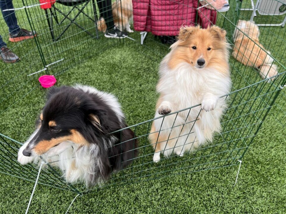 HundeutstillingHundeutstilling på Fauske