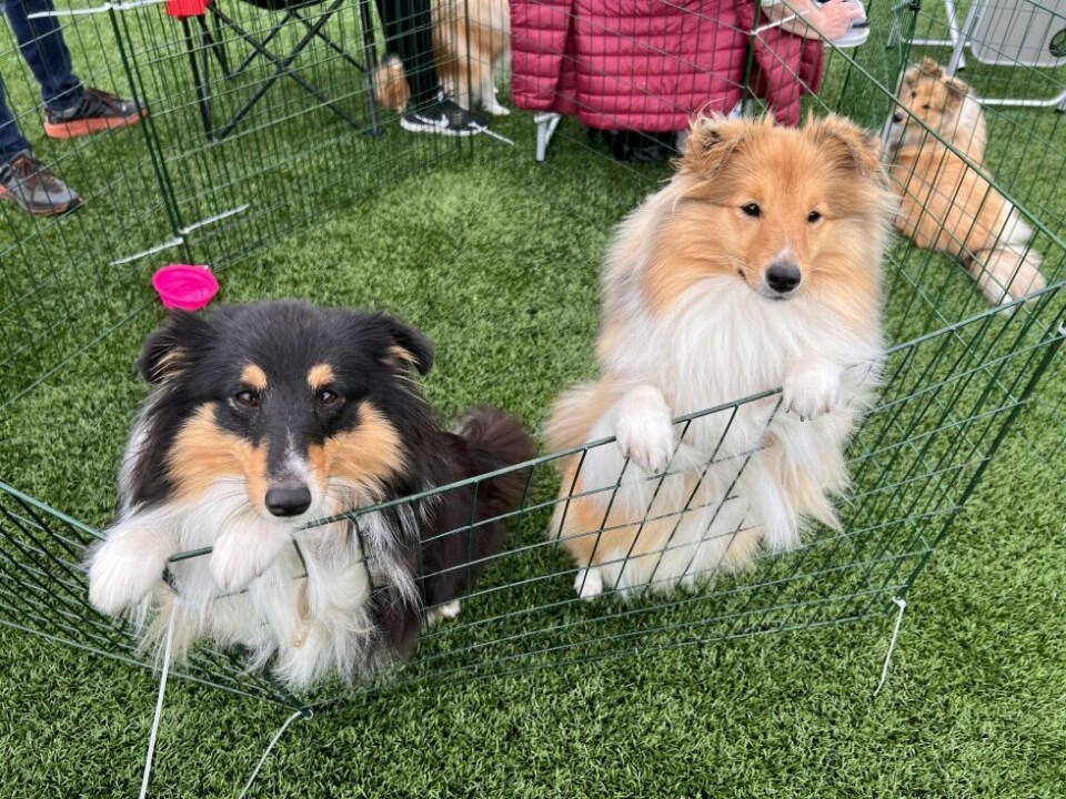 HundeutstillingHundeutstilling på Fauske