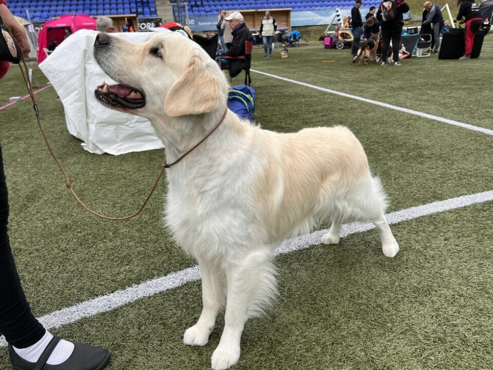 HundeutstillingGolden retrieveren Max (4)