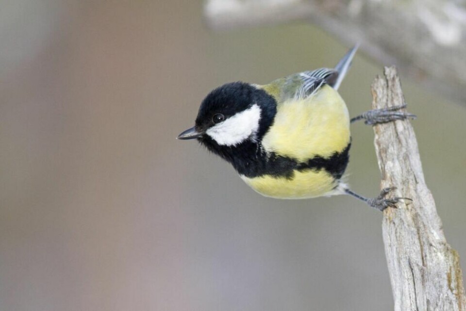 BLIR FÆRRE. Tallene viser at gjennomsnittlig antall kjøttmeis ved foringsplassene har gått gradvis nedover fra ti fugler per foringsplass til litt over seks BLIR FÆRRE. Tallene viser at gjennomsnittlig antall kjøttmeis ved foringsplassene har gått gradvis nedover fra ti fugler per foringsplass til litt over seks Foto: BirdLife