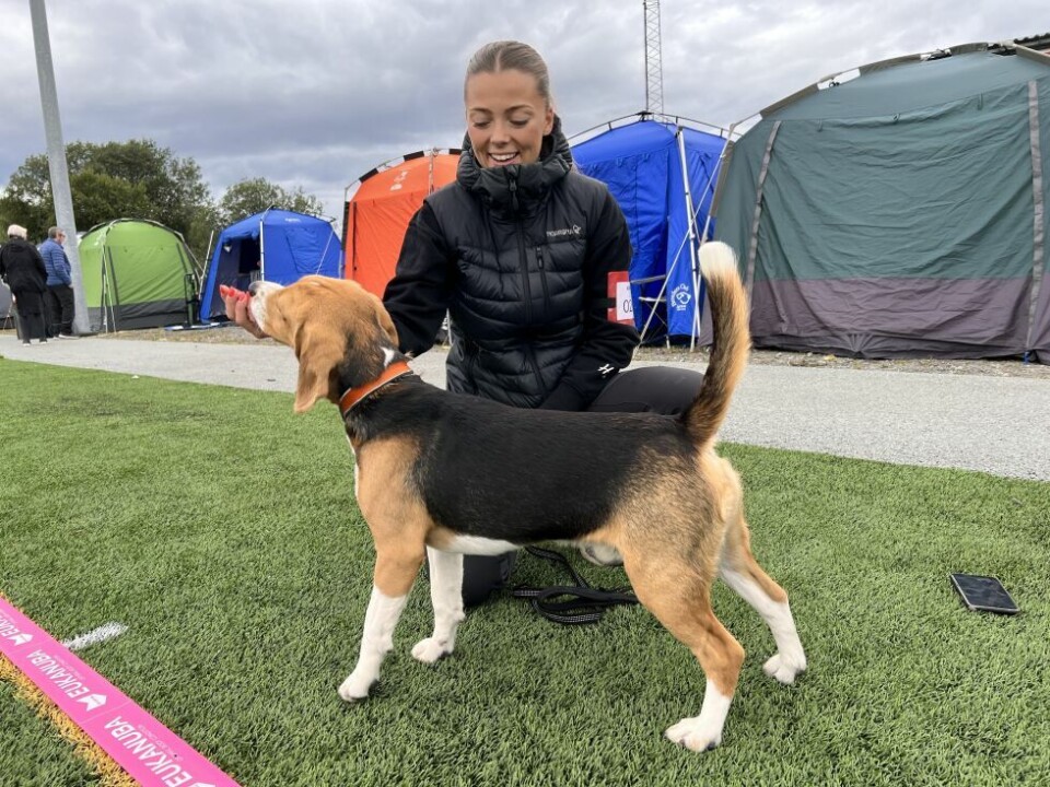 HundeutstillingMarion Norum og Oscar på ett år. Han er en beagle.