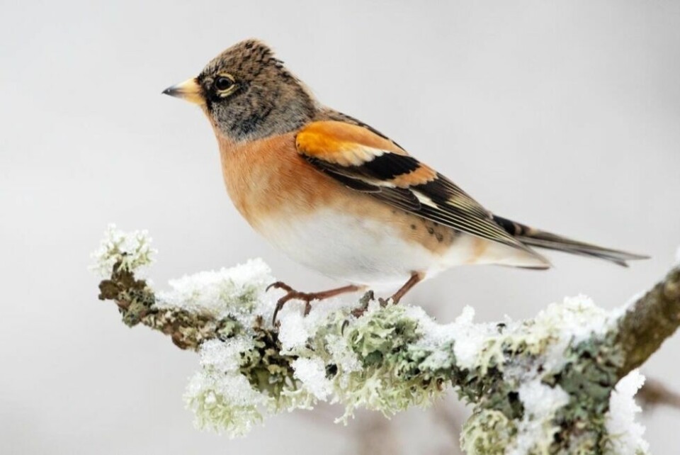 VIKTIGE. Alle observasjoner er like viktige, enten man teller 50 bjørkefink eller ingen. VIKTIGE. Alle observasjoner er like viktige, enten man teller 50 bjørkefink eller ingen. Foto: Frode Falkenberg