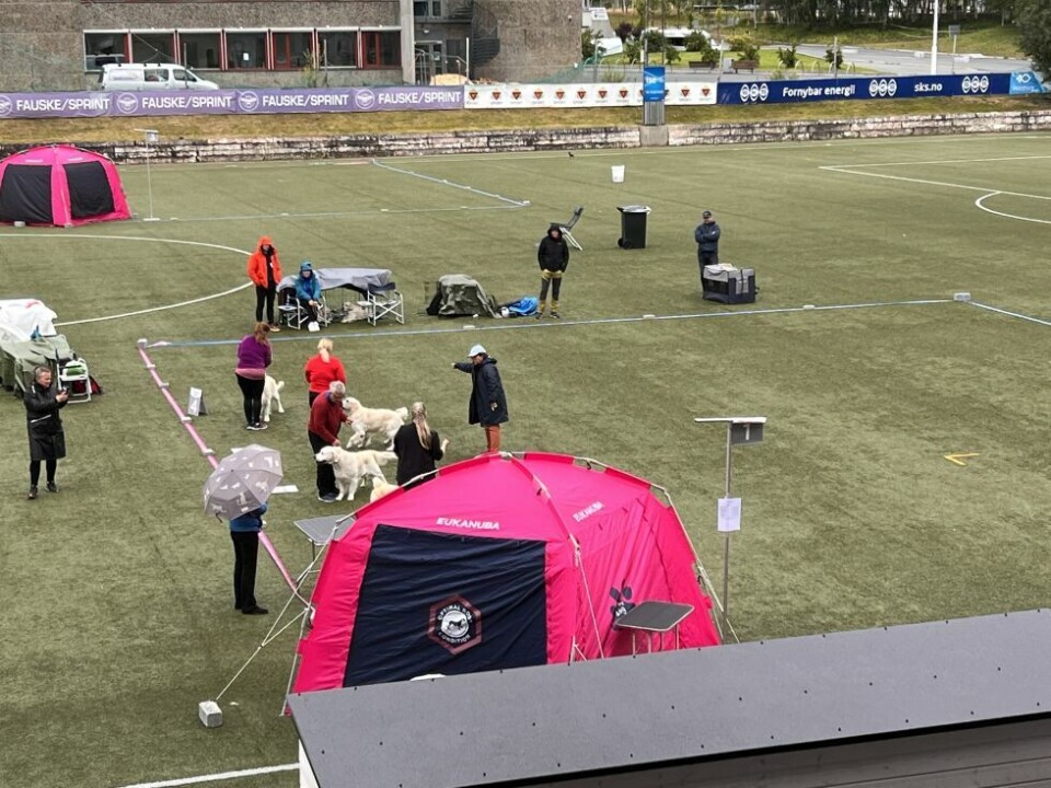 HundeutstillingHundeutstilling på Fauske