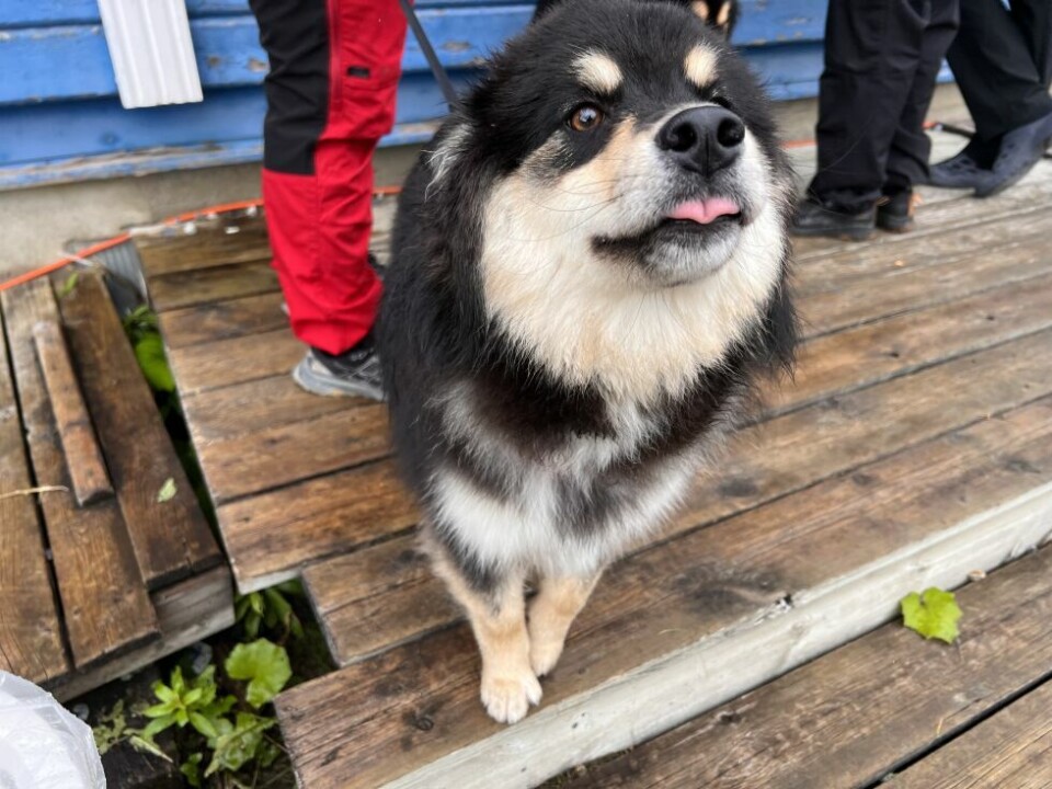 HundeutstillingLille My