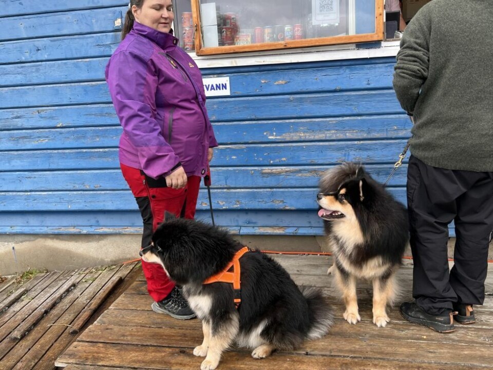 HundeutstillingLille My (til venstre), sammen med en annen finsk lapphund.