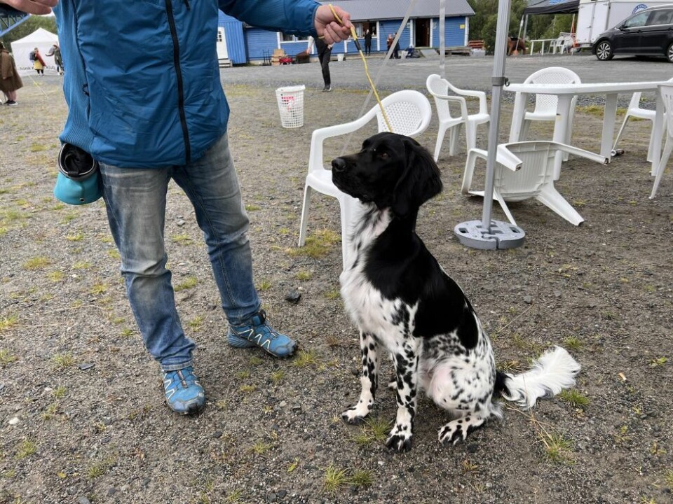 HundeutstillingSuliskongens Athene (9 mnd) er en Grosser münsterländer.