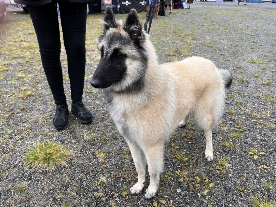 HundeutstillingCasie (7 mnd) ble hentet i Litauen, og holder nå på å 'lære seg norsk', spøkte eierne. Hun kommer til bake på utstilling neste år om alt går etter planen.