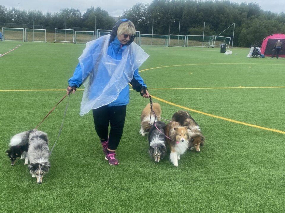 HundeutstillingHundeutstilling på Fauske