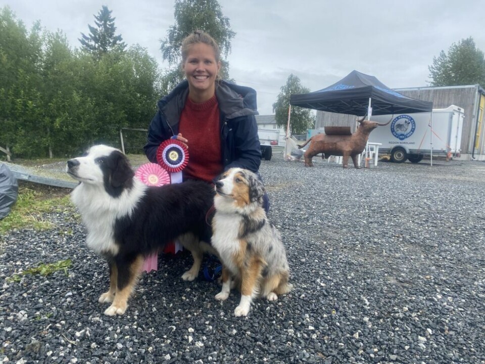 HundeutstillingIngeborg Ingebrigtsen med Ocean (1) og Sky (1) fra eget oppdrett i Bodø. De er Miniature American Shepherds fra Kennel Nightshimmer.
