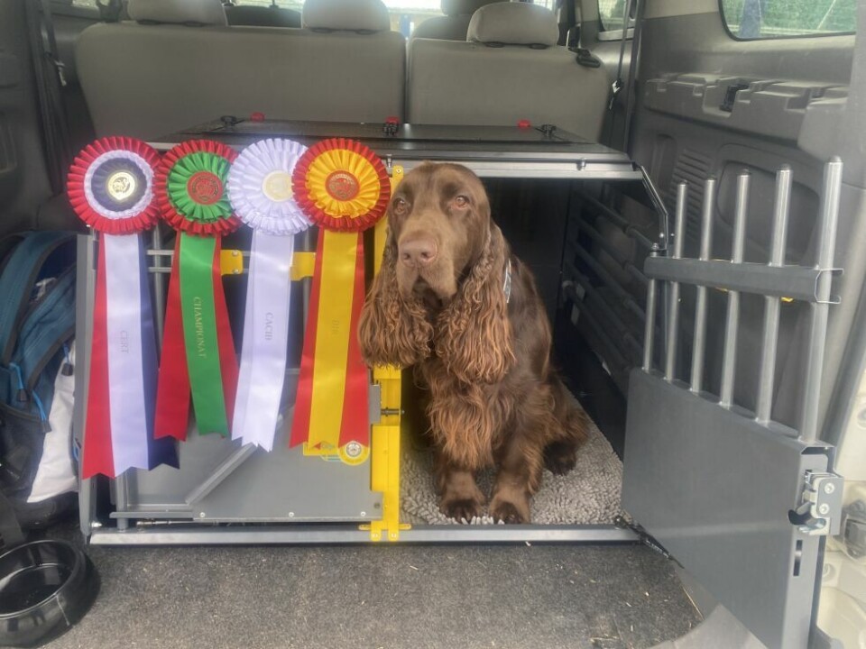 HundeutstillingFelix (3) er en Field Spaniel, den eneste i sitt slag på utstillingen i helga.