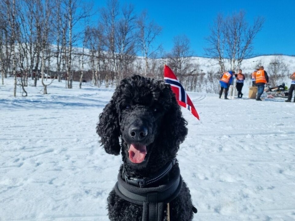 Såki 2022Zari (4) hadde pyntet seg med flagg