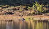 TO SAMMEN. Gjevere kan vel ikke høysommerdagen ved et lite idyllisk fjellskogvatn her hos oss i nord bli. Et forelsket rødstilkpar på promenade langs strandkanten – med en smålom flytende på vannperla som tilskuer. Foto: Cato A. Hultmann