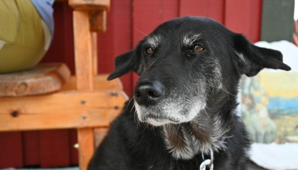 FØLGER MED. Shira (12) kalles bare Dronninga av campingplassen. Det er lett å forstå etter å ha tilbragt litt tid med henne. FØLGER MED. Shira (12) kalles bare Dronninga av campingplassen. Det er lett å forstå etter å ha tilbragt litt tid med henne. Foto: Kenneth Strømsvåg