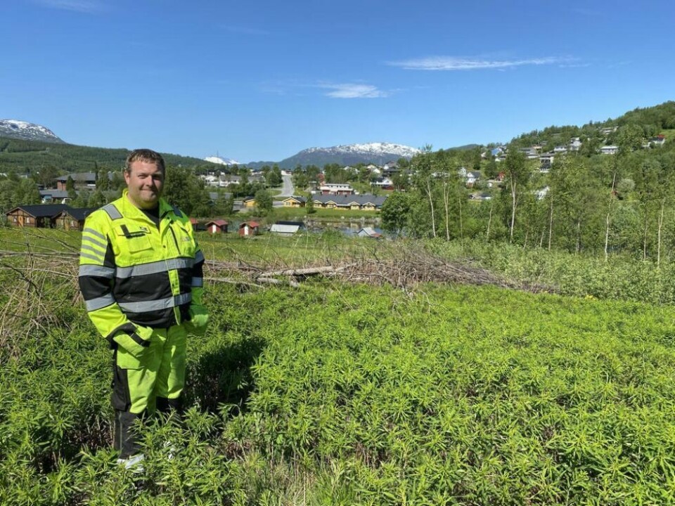 Johnny Mathisen, daglig leder i Salten entreprenør og eiendom AS (SEE) ved området der reguleringsplanen for 8 boligtomter nå er vedtatt. Johnny Mathisen, daglig leder i Salten entreprenør og eiendom AS (SEE) ved området der reguleringsplanen for 8 boligtomter nå er vedtatt. Foto: Eva S. Winther