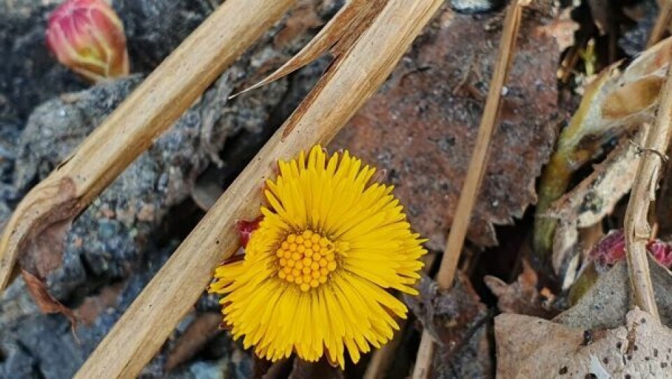 SIKKERT TEGN. I helga var det flere som kunne melde om at de har sett årets første hestehov. SIKKERT TEGN. I helga var det flere som kunne melde om at de har sett årets første hestehov. Foto: Monica J. Langnes
